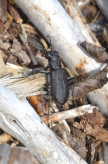 Cicindela longilabris
