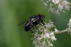 Epicampocera succincta