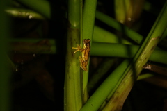 Dendropsophus ebraccatus