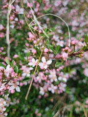 Rutaceae
