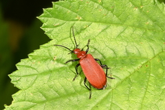 Pyrochroa serraticornis