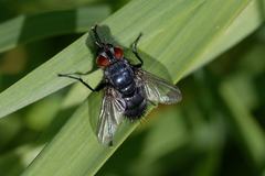 Epicampocera succincta
