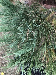 Sequoiadendron giganteum