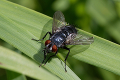 Epicampocera succincta