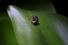 Dendropsophus ebraccatus