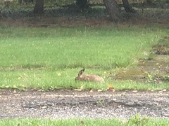 Oryctolagus cuniculus