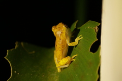 Dendropsophus