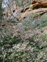 Rutaceae