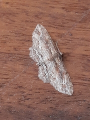 Chloroclystis filata