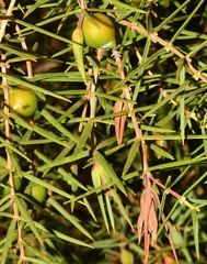 Oligotrophus panteli