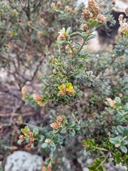 Oxylobium ellipticum