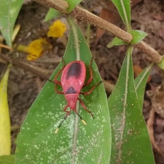 Probergrothius sanguinolens