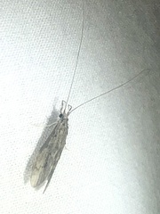 Oecetis
