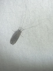 Oecetis