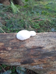 Reticularia lycoperdon