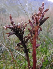 Pedicularis