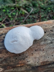 Reticularia lycoperdon