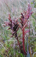 Pedicularis