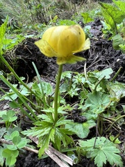 Trollius europaeus