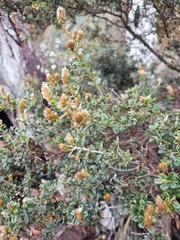 Oxylobium ellipticum