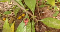 Probergrothius sanguinolens