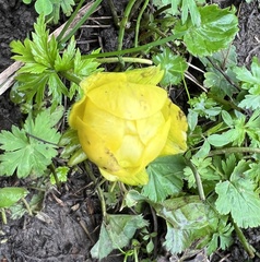 Trollius europaeus