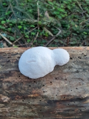 Reticularia lycoperdon