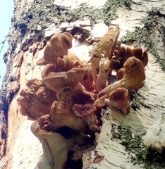 Pholiota squarrosoides