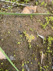 Drosera glanduligera