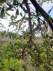 Dodonaea viscosa spatulata