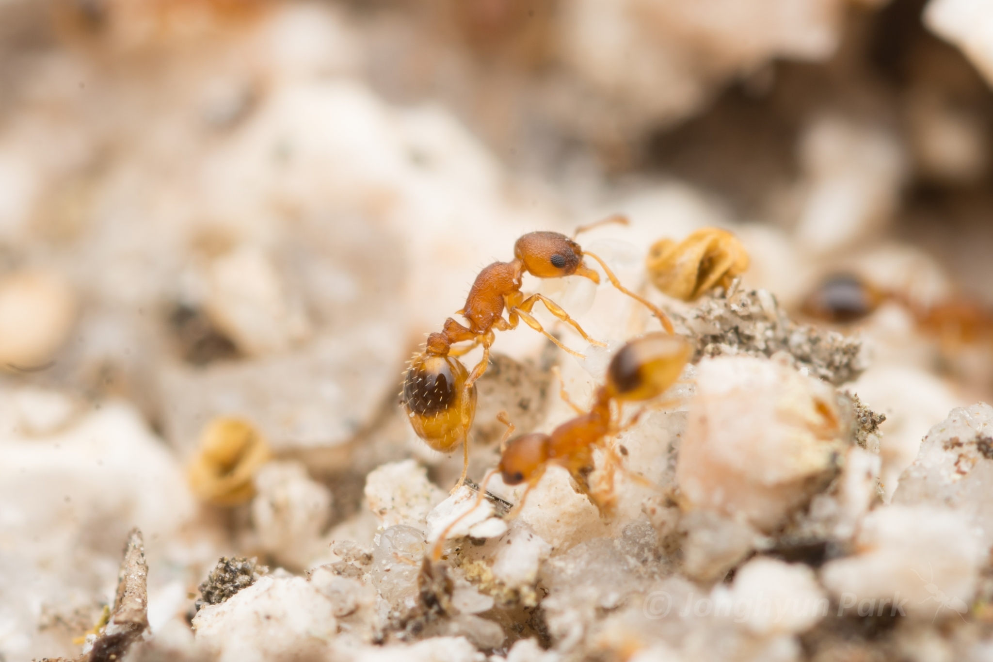 Temnothorax pisarskii