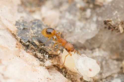 皮氏切胸蚁Temnothorax pisarskii