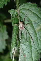 Paroligolophus