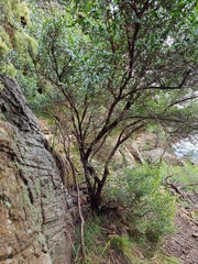 Dodonaea viscosa spatulata