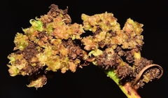 Aceria chondrillae