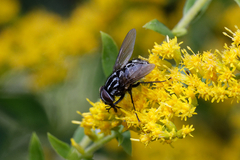 Graphomya maculata