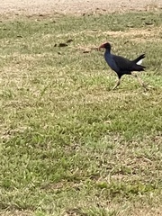 Porphyrio melanotus