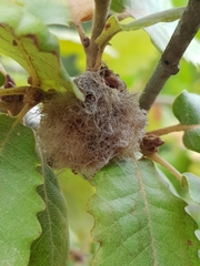 Andricus quercusramuli