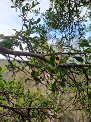 Dodonaea viscosa spatulata