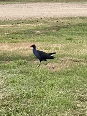 Porphyrio melanotus