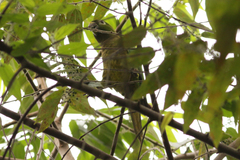Eupsittula nana