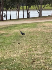 Porphyrio melanotus