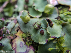 Plagiochasma rupestre