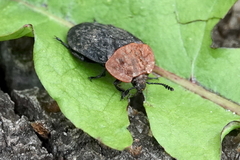 Oiceoptoma thoracicum