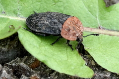 Oiceoptoma thoracicum