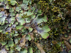 Plagiochasma rupestre