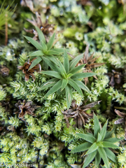 Pogonatum perichaetiale