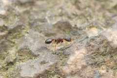 Temnothorax spinosior