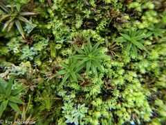 Pogonatum perichaetiale