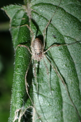 Paroligolophus